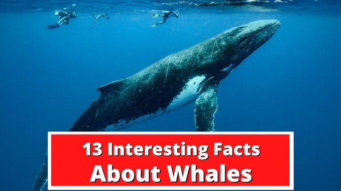 The hidden treasures of Timbuktu - Ceflix